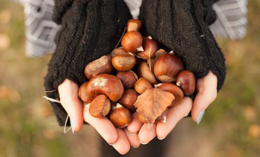 Het gevaar van kastanjes rapen: ‘Je steelt het eten van de dieren’