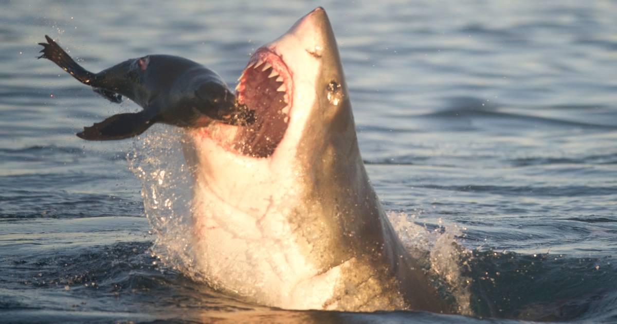 Hoe de witte haai als grootste roofvis ter wereld tóch de prooi wordt van de orka Dieren hln.be