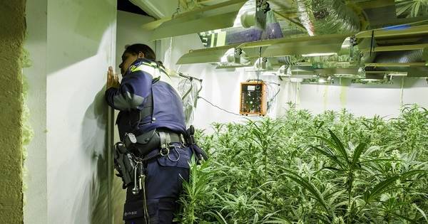 Wietkwekerijen in verborgen ruimtes oude steenfabriek Opijnen | Neerijnen - De Gelderlander