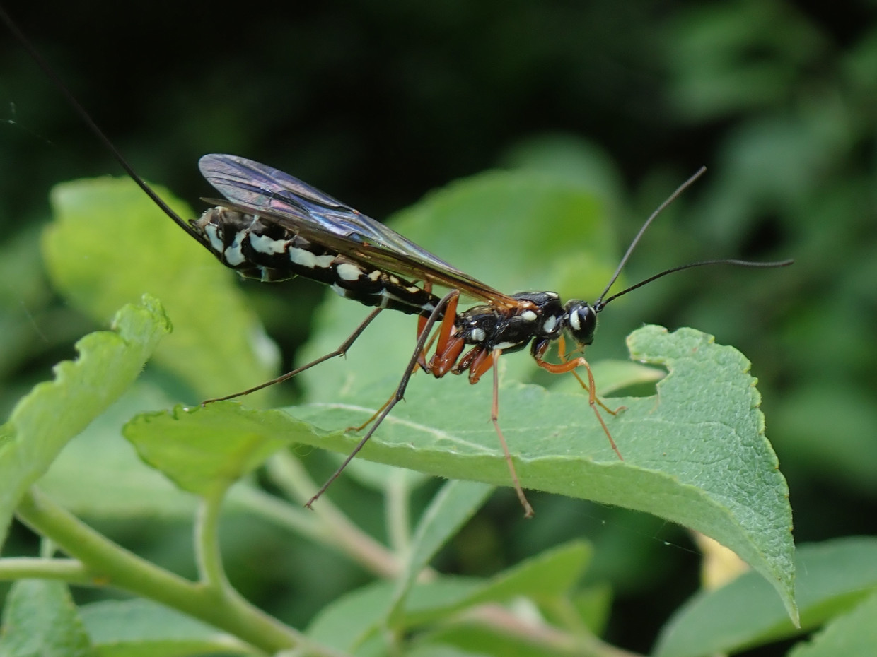De enorme sluipwesp parasiteert op reuzenhoutwespen Trouw