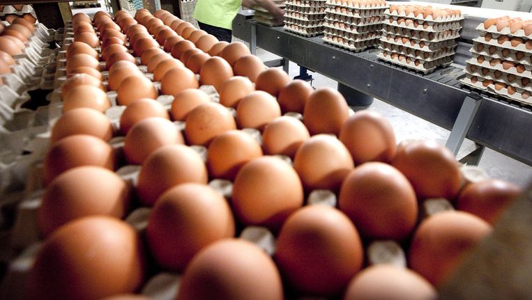 Nederlander eet zich rond aan eieren - Trouw