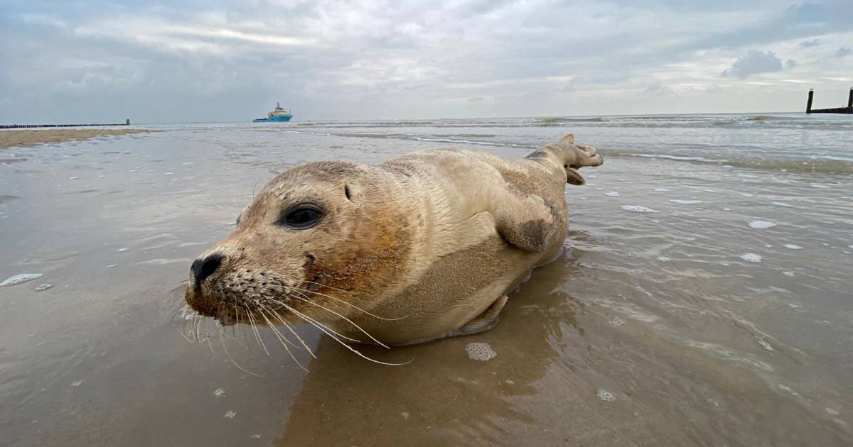 Agressieve zeehond door politie van de weg gehaald bij Brouwersdam .
