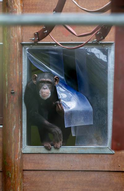 Gestolen chimpansee Marria mag weer aap zijn