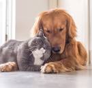 Huisbaas mag huur niet verhogen wegens huisdieren, oordeelt vrederechter