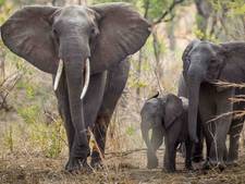 Namibië biedt 170 olifanten te koop aan