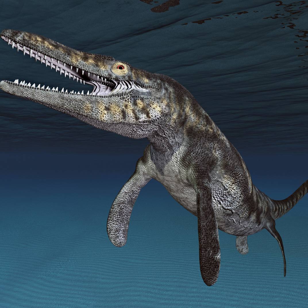 Het bewijs zit in één oude tand: oerhagedis zwom niet alleen in zee, maar ook in zoet water