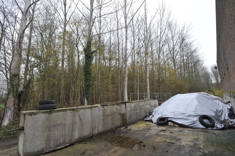 "Bomen sterven door strooizout" | Meise | Regio | HLN