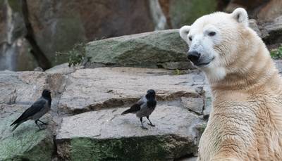 Rhenen is ijskoud de beste