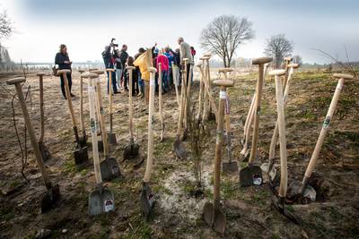 Beuningen krijgt mogelijk geboortebos: boom voor elk geboren kind