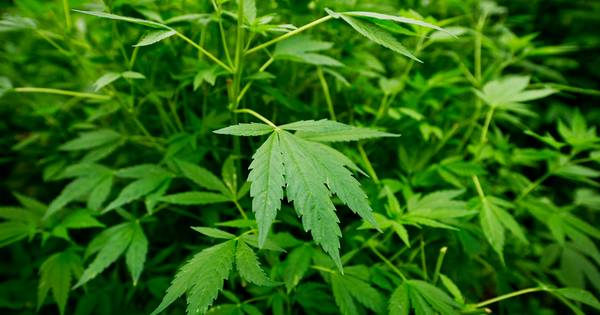 Woning in Nederasselt dicht na vondst wietplantage