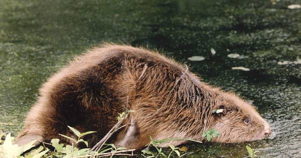Bever rukt verder op in Hoeksche Waard, nu al dertig burchten - AD.nl