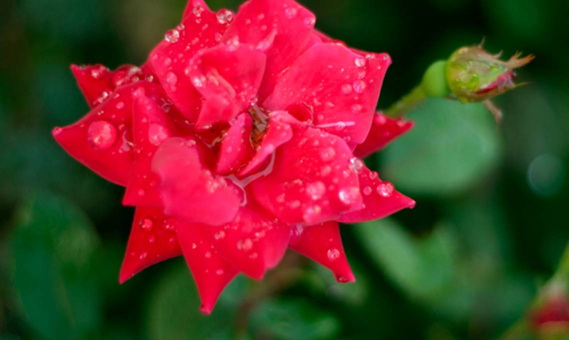 Groenliefhebber tipt: zó verzorg je de verschillende soorten rozen in de tuin