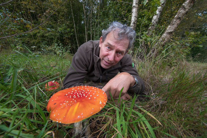 Boswachter André Wels bij een forse vliegenzwam