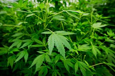 Werkstraf voor ‘angstige’ Weurtse wietkweker: ‘Het is de grootste fout van mijn leven geweest’