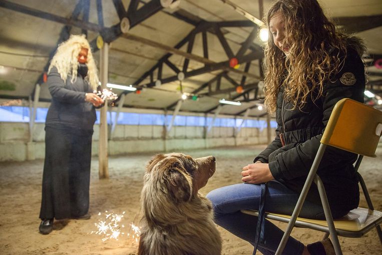 Zo bezorgt u uw huisdier (en uzelf) een stressloze jaarwisseling - Volkskrant