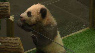 Ook Frankrijk krijgt een babypanda cadeau van de Chinezen