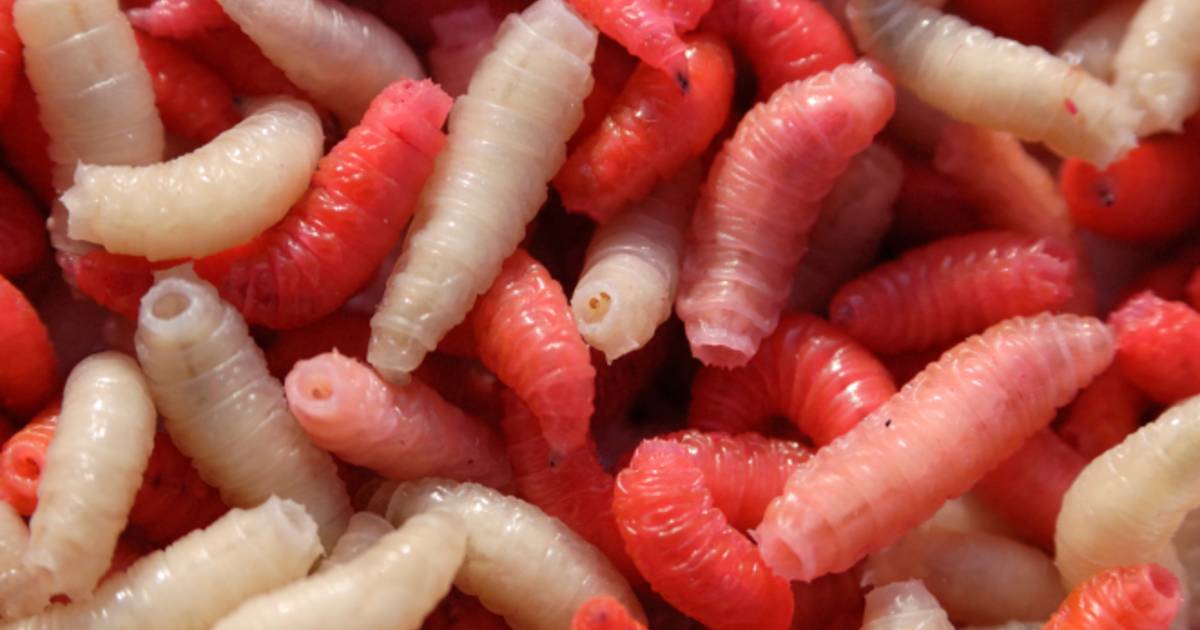 Wondbehandeling Met Maden Bijzonder Effectief Gezond Ad Nl