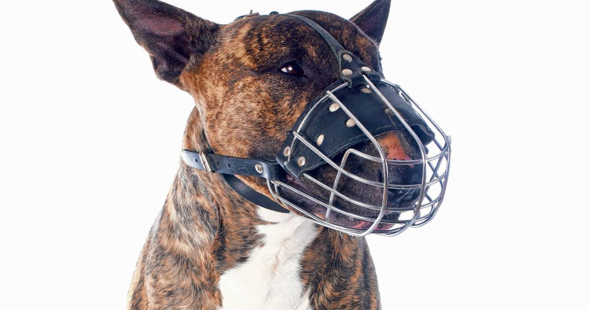 Voormalig Begeleider Van Surveillancehonden Normale Honden Bijten Niet Groene Hart Ad Nl