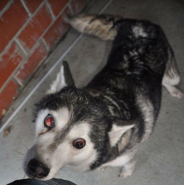 Deze husky werd met een zware ziekte aan zijn ogen aangetroffen in de kennel. Het dier was blind.