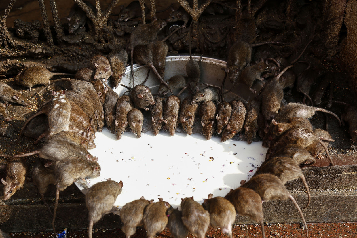 Voorkom De Plaag Vang Ratten Zonder Gif Trouw