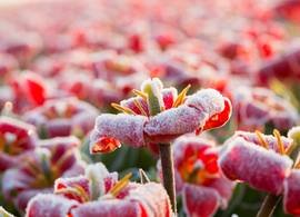 Er is winterweer in aantocht