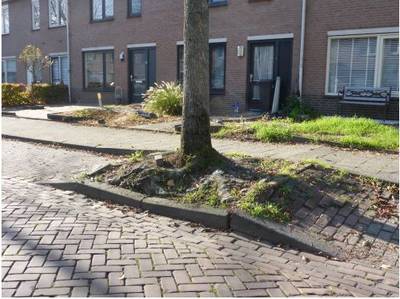 Gilze en Rijen onderzoekt schadevergoeding aan bewoners voor wortelopdruk bomen