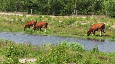 ‘Dames’ zoeken verkoeling en gaan pootje baden in Bornerbroek