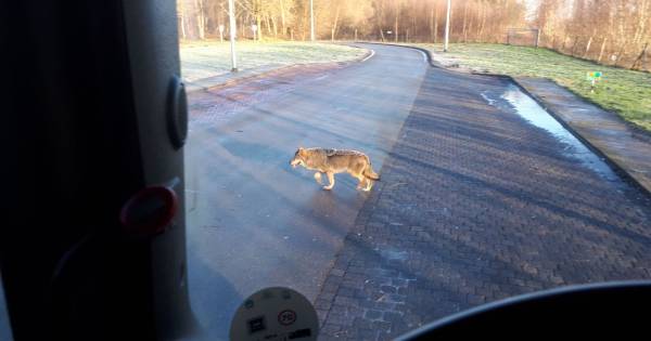Vrachtwagenchauffeur spot wolf bij Almelo: 'Hij liep op een meter afstand' - AD.nl
