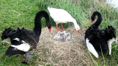 Beroemde polyamoreuze gans (40) die een triootje had met twee zwanen overleden in Nieuw-Zeeland