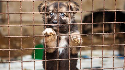 Antwerpse politie neemt 60 puppy's in beslag