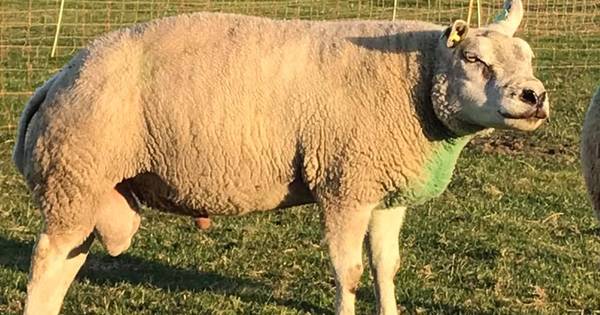 Schaap van wethouder gruwelijk afgeslacht in Achtmaal: ‘Ingewanden bij mijn huis achtergelaten’