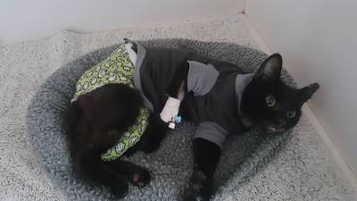 Dierenartsen willen 'gek' die poes Sprotje in oven stopte achter tralies