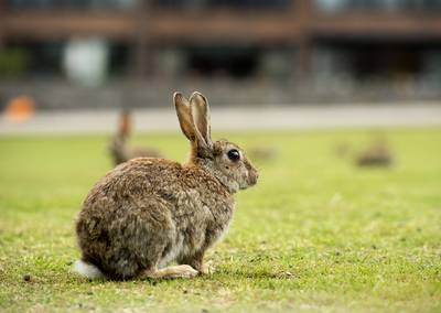 Centrum Elst vol met wilde konijnen