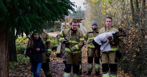 Gewond ree gered in Oeffelt: OEFFELT - De brandweer heeft zondag een gewond ree uit een hek bevrijd in Oeffelt.