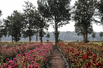 Corso's in spanning om tekort aan dahlia's