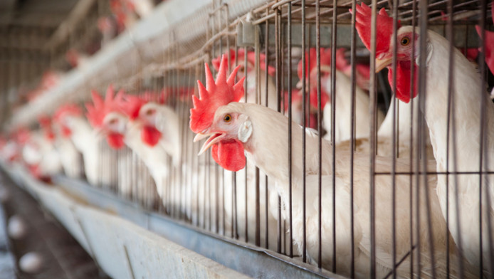 Un Poulailler Géant Indésirable à Tournai Belgique 7sur7be