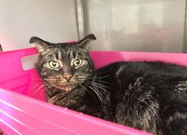 Kater Finn overleeft anderhalve maand in leegstaand huis