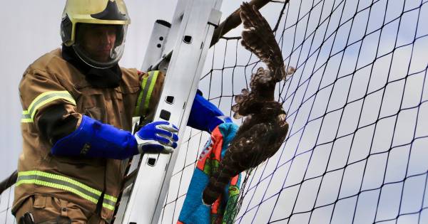 "Buizerd vliegt in net van voetbalclub in Haps en moet door brandweer worden bevrijd". #maasland #