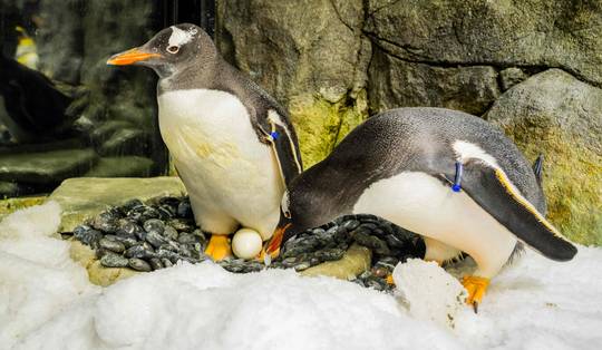 En toen begon de volledige kolonie te zingen: pinguïns rouwen om overlijden van beroemde homoseksuele pinguïn