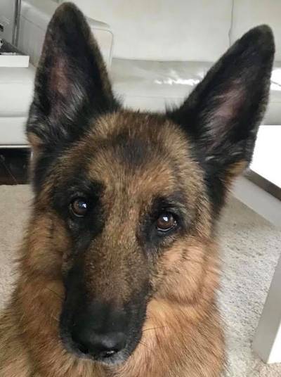 Hond Üllie uit Tiel overlijdt door schrik van vuurwerk, ‘ze werd er letterlijk gestoord van’