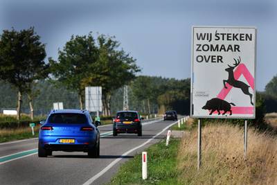 Pas op voor zwijnen... o nee, toch niet