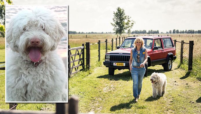 Run Op Labradoodles Door Knuffelhond Yvon Jaspers Tv Radio Ad Nl