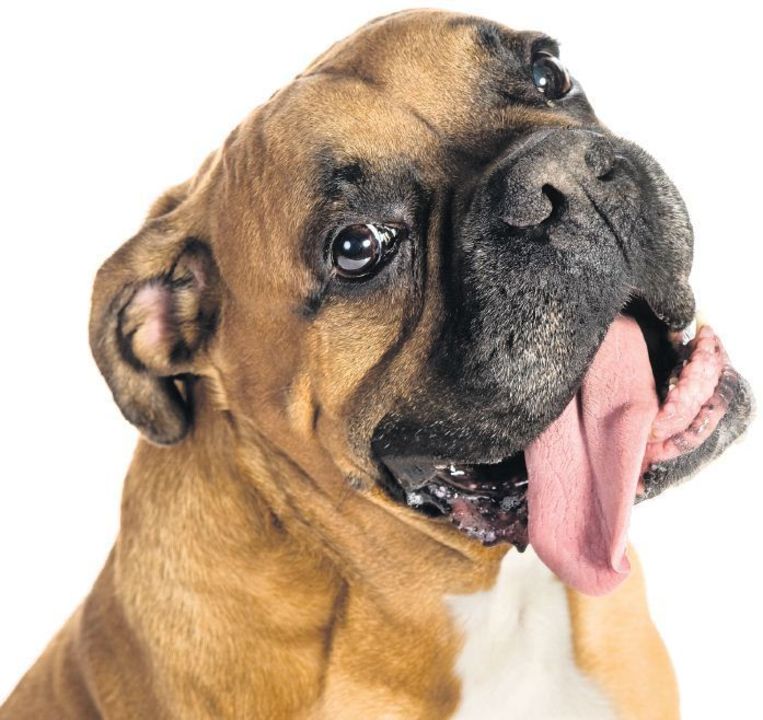 Sorry Ik Houd Niet Van Dieren Trouw