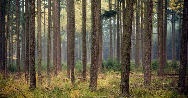 Gemeente Hof van Twente dient geen aanvraag in voor minibossen