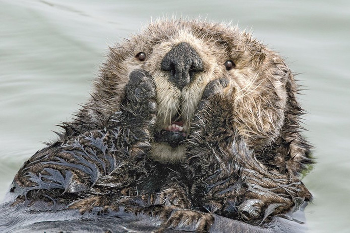 Voici Les Photos Danimaux Les Plus Drôles De 2019