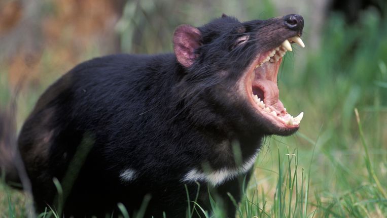 Ziekte dreigt Tasmaanse duivel uit te roeien - Trouw