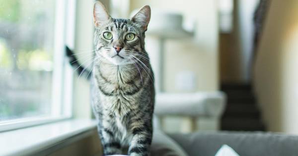 Pourquoi Votre Chat A Le Ventre Qui Pend Famille 7sur7be