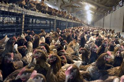 NVWA: boer mag fipronil-kippen doden