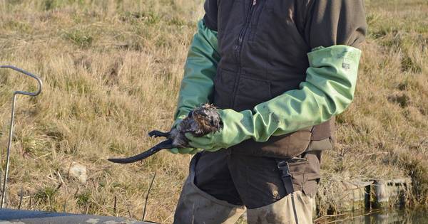 Eindelijk vindt de rat zijn waterloo | Algemeen - PZC