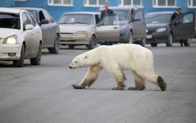 Un ours blanc affamé repéré à plus de 800 km de son habitat